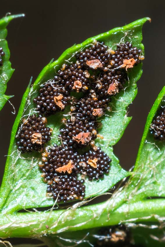 Polystichum aculeatum